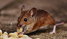 24 Hour & Emergency Exterminators in Chesterhill, OH